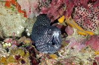 Gymnothorax moringa (Spotted Moray)
