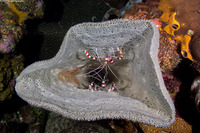 Stenopus hispidus (Banded Coral Shrimp)