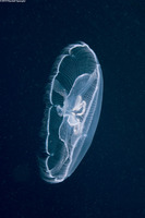 Aurelia aurita (Moon Jelly)