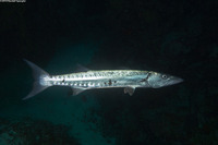 Sphyraena barracuda (Great Barracuda)
