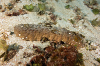 Holothuria mexicana (Donkey Dung Sea Cucumber)