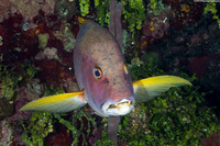 Lutjanus apodus (Schoolmaster)