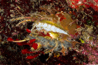 Spondylus americanus (Atlantic Thorny Oyster)