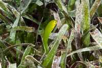 Halichoeres poeyi (Blackear Wrasse)