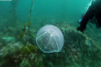 Mitrocoma cellularia (Cross Jelly)