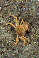 Scleroplax granulata (Burrow Pea Crab)