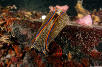 Navanax inermis (Navanax)