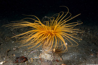 Pachycerianthus fimbriatus (Tube-Dwelling Anemone)