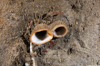 Panopea generosa (Geoduck Clam)