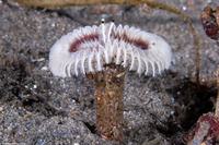 Acromegalomma sp.1 (Sabellid Worm)