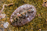 Mopalia lignosa (Woody Chiton)