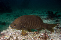 Embiotoca jacksoni (Black Perch)