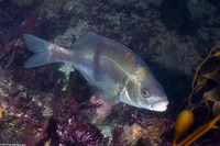 Rhacochilus toxotes (Rubberlip Seaperch)