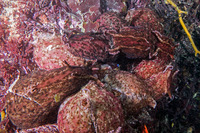 Aplysia californica (Brown Sea Hare)
