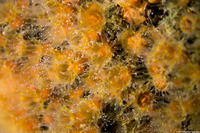 Astrangia haimei (Astrangia Haimei)