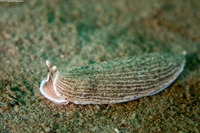 Armina californica (California Armina)