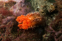 Cucumaria miniata (Orange Sea Cucumber)