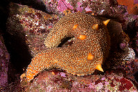 Apostichopus parvimensis (Warty Sea Cucumber)