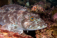 Ophiodon elongatus (Lingcod)