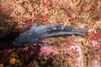 Sebastes melanops (Black Rockfish)