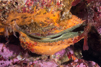 Crassadoma gigantea (Rock Scallop)