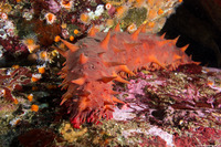 Parastichopus californicus (California Sea Cucumber)