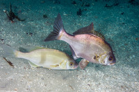 Rhacochilus toxotes (Rubberlip Seaperch)