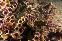 Phragmatopoma californica (Sandcastle Worm)