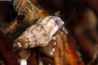 Haigiopagurus diegensis (San Diego Hermit Crab)