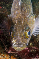 Sebastes atrovirens (Kelp Rockfish)