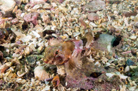 Orthonopias triacis (Snubnose Sculpin)