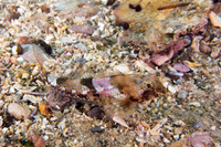 Orthonopias triacis (Snubnose Sculpin)