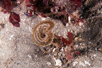 Acromegalomma sp.1 (Sabellid Worm)