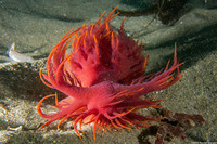 Dendronotus iris (Rainbow Dendronotus)