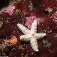Pisaster ochraceus (Ochre Star)
