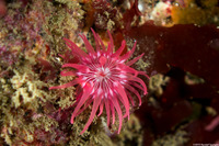 Urticina eques (White-Spotted Rose Anemone)