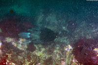 Phalacrocorax pelagicus (Pelagic Cormorant)