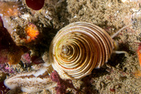 Calliostoma canaliculatum (Channeled Top Snail)
