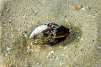 Mytilus trossulus (Bay Mussel)