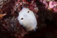 Cadlina flavomaculata (Yellow-Spot Cadlina)