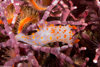 Triopha catalinae (Catalina Triopha)