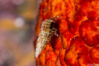 Haigiopagurus diegensis (San Diego Hermit Crab)