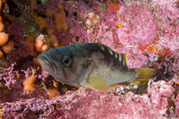 Sebastes flavidus (Yellowtail Rockfish)