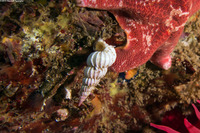 Epitonium indianorum (Money Wentletrap)