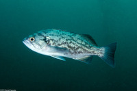 Sebastes mystinus (Blue Rockfish)