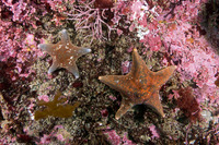 Patiria miniata (Bat Star)