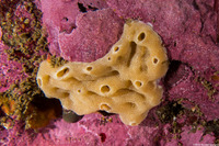 Didemnum sp.9 (Didemnum sp.9)