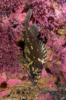 Sebastes chrysomelas (Black-and-Yellow Rockfish)
