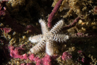Leptasterias hexactis (Six-Arm Star)