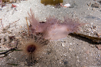 Dendronotus iris (Rainbow Dendronotus)